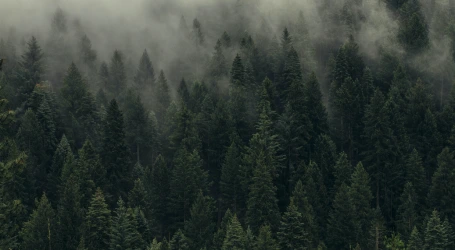 Nordic forests that helps with carbon dioxide removal