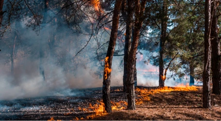 Burning forest due to climate change