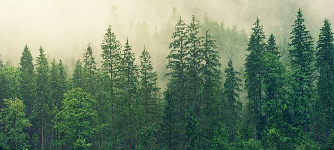 Forest in scandinavia